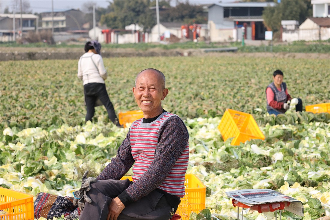 成都“菜籃子”示范保供基地1200余畝地青菜頭喜獲豐收 .jpg