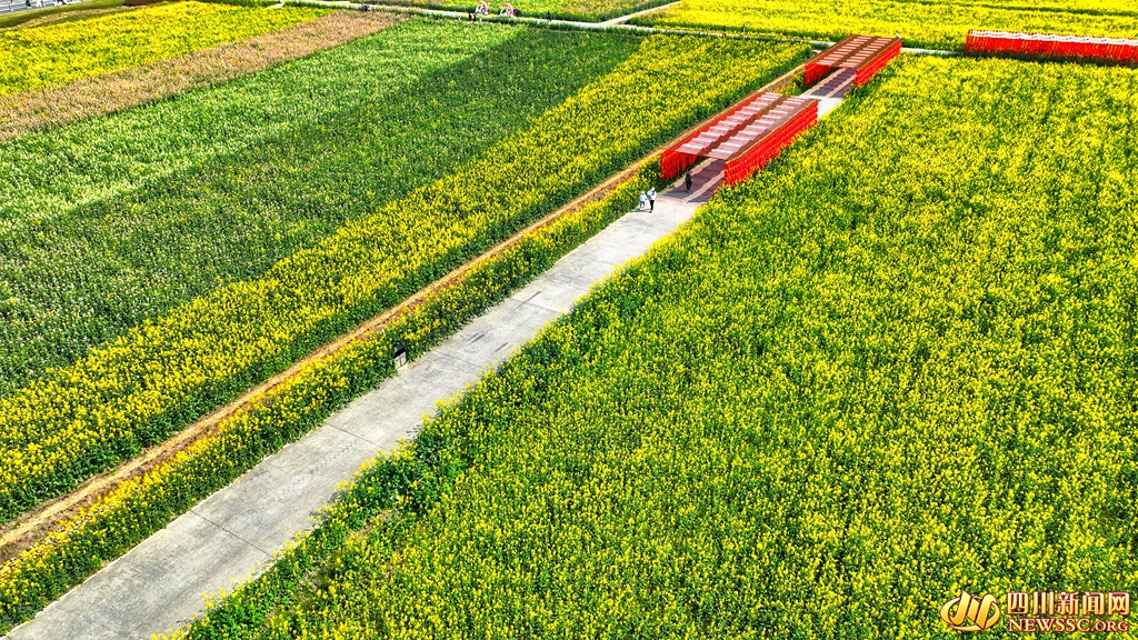 天府農(nóng)博島油菜花海 (5)_副本.jpg