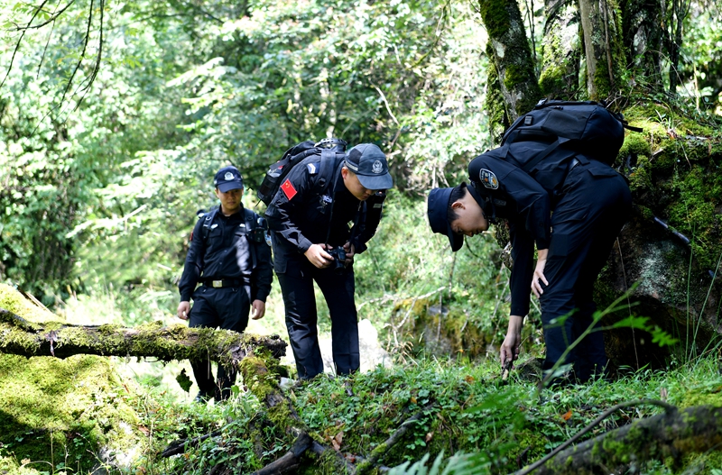 雅安公安”熊貓警察“在林區(qū)搜尋有沒(méi)有不法分子布設(shè)的獵夾、獵套.jpg